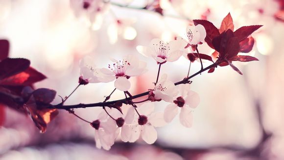别人在我伤口上撒盐伤感句子 【在别人伤口上撒盐是什么意思】